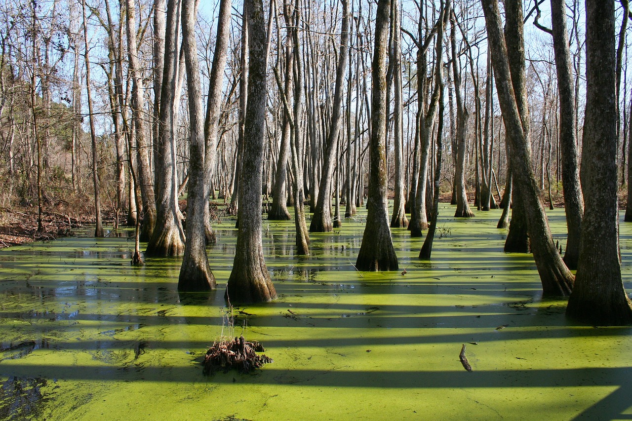 Cypress Preserve