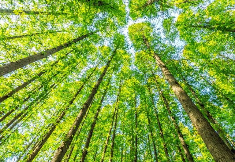 trees
